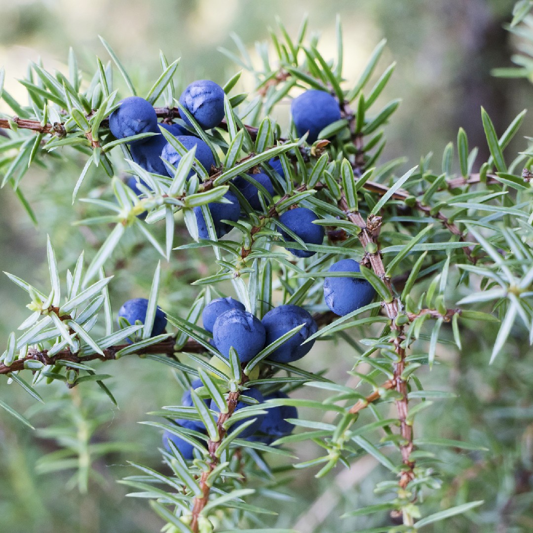 Foraging Juniper Berries {Benefits And Uses} - It's My Sustainable