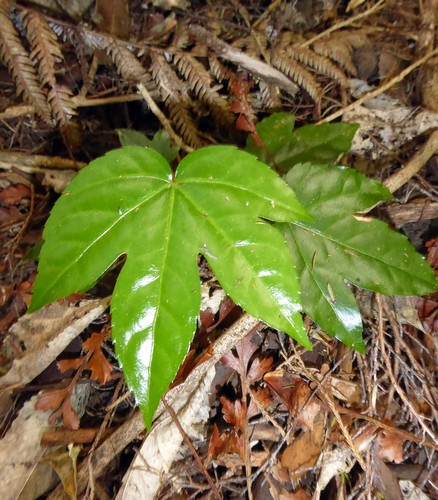 ヤツデ (ケア, 特徴, 象徴, 画像)