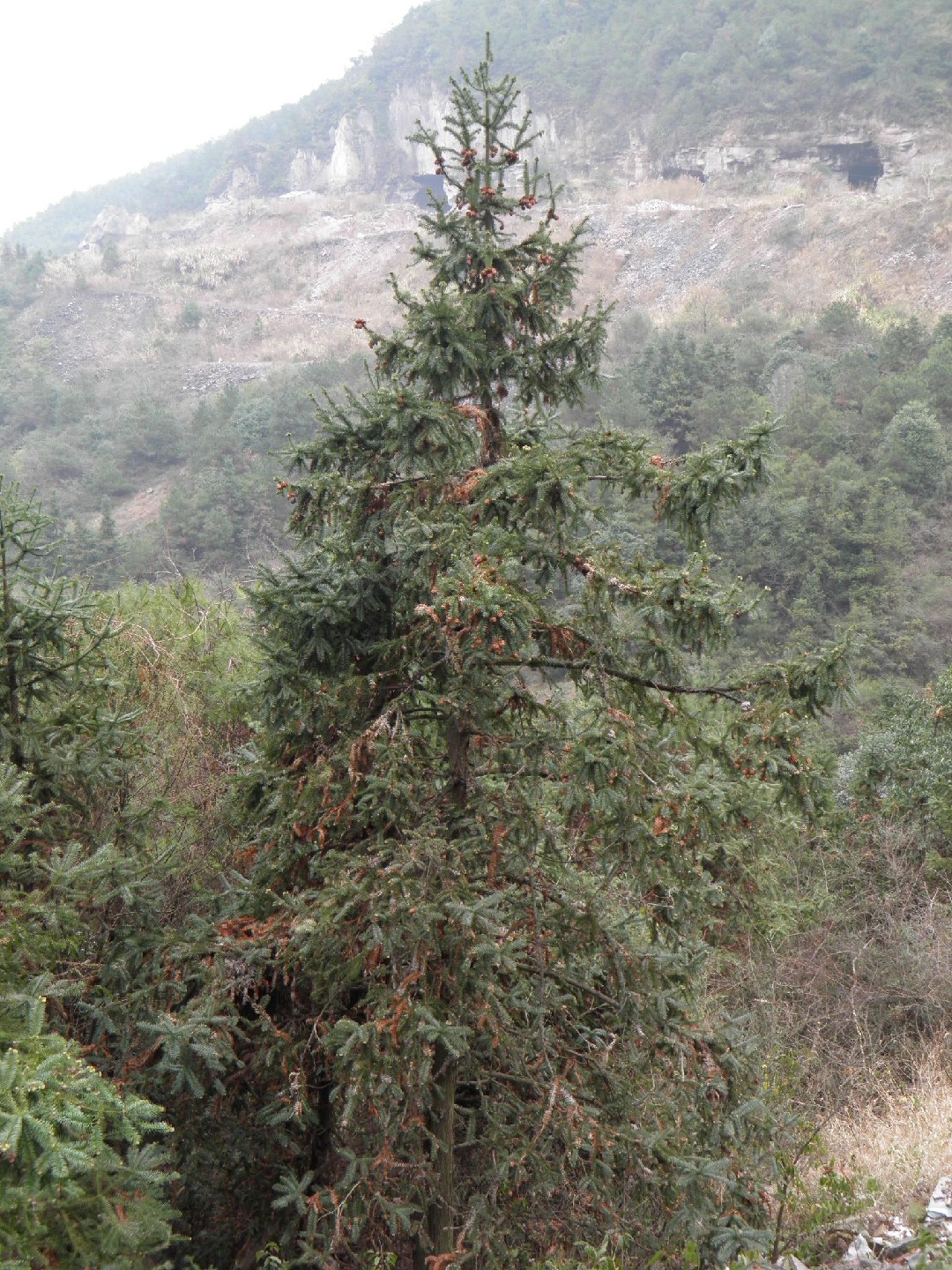 How to Plant and Grow China fir(Cunninghamia lanceolata)