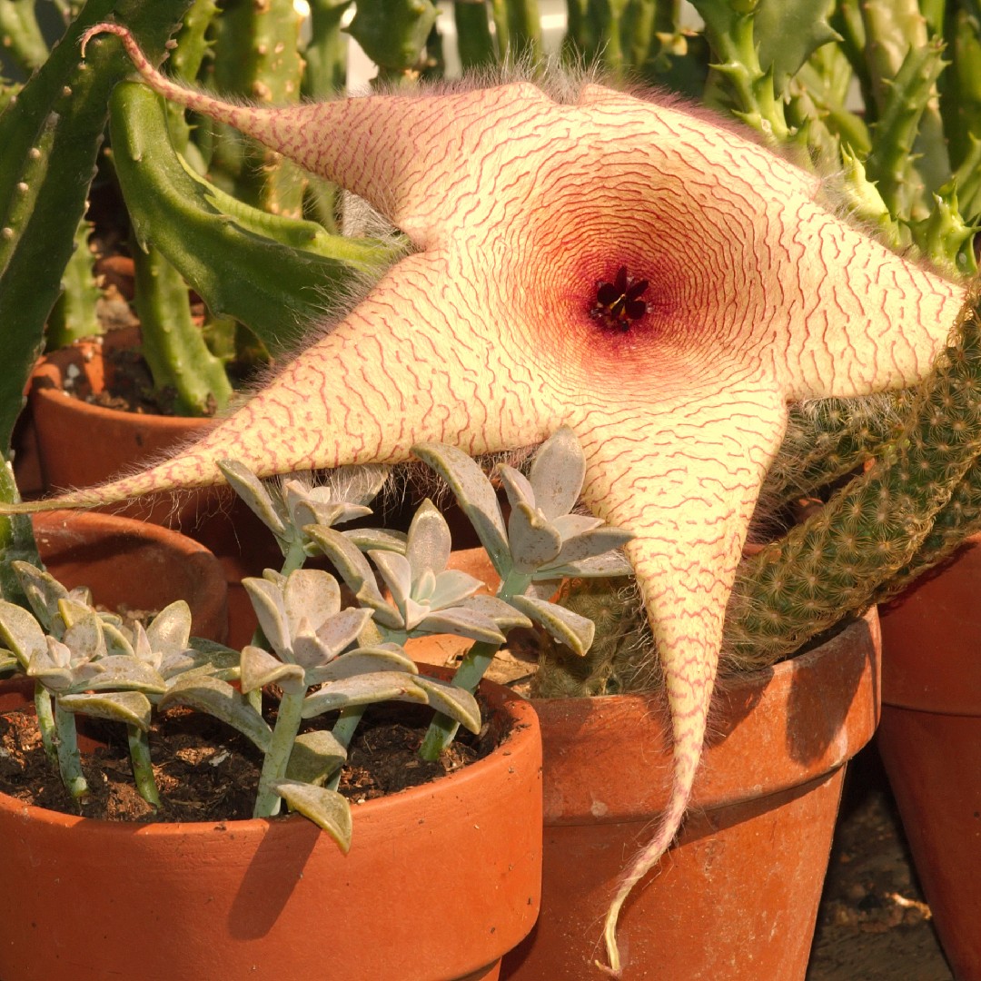 Flor-estrela (Ceropegia gigantea) - PictureThis