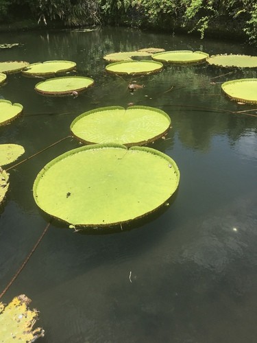 オオオニバス (Victoria amazonica) - PictureThis