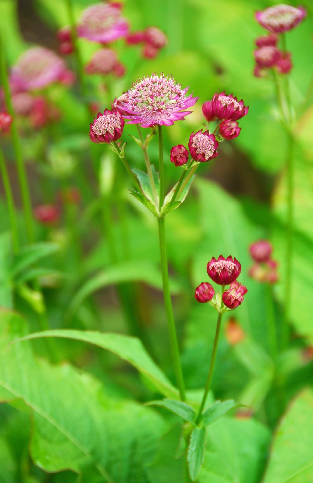 deutschland plant Astilbe japonica 'Deutschland' (False Spirea) main image 0