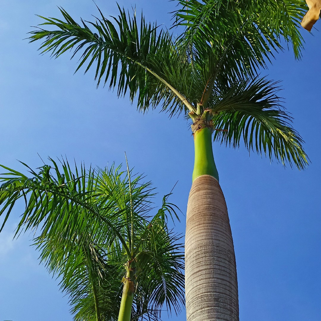 Cuban Royal Palm (Roystonea Regia) Flower, Leaf, Care, Uses - Picturethis
