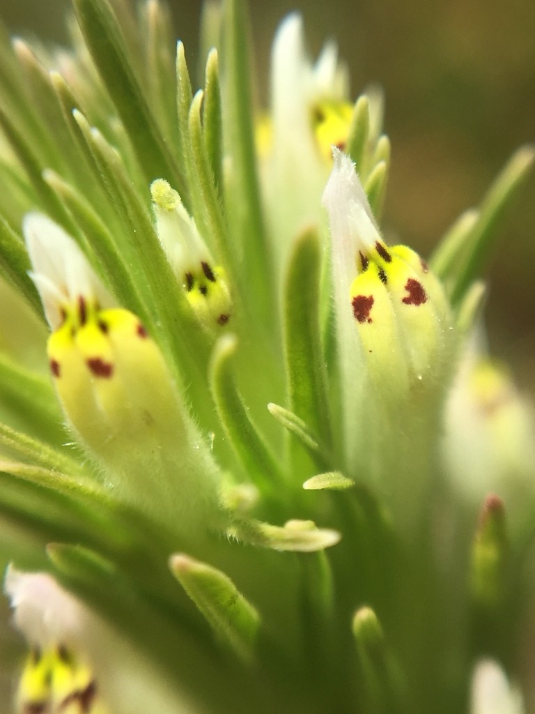 Castilleja attenuata PictureThis