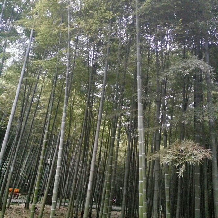 Bamboo  The Wood Database (Monocot)