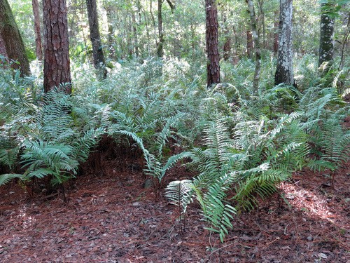 Telmatoblechnum serrulatum PictureThis