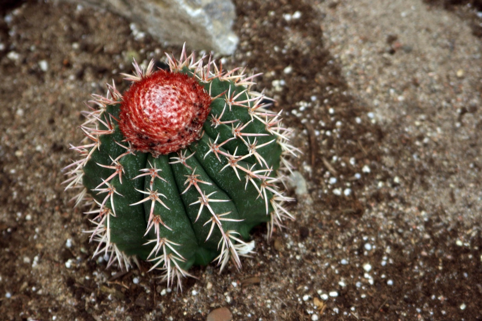 Turk's cap - Melocactus salvadorensis (Care, Characteristics, Flower,  Images)