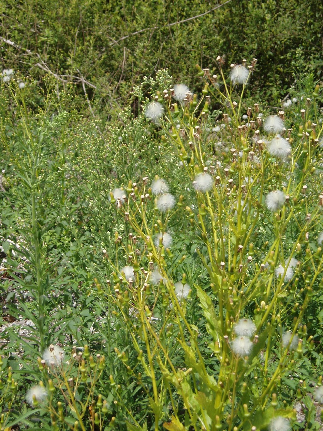 붉은서나물 (Erechtites hieraciifolia) - PictureThis