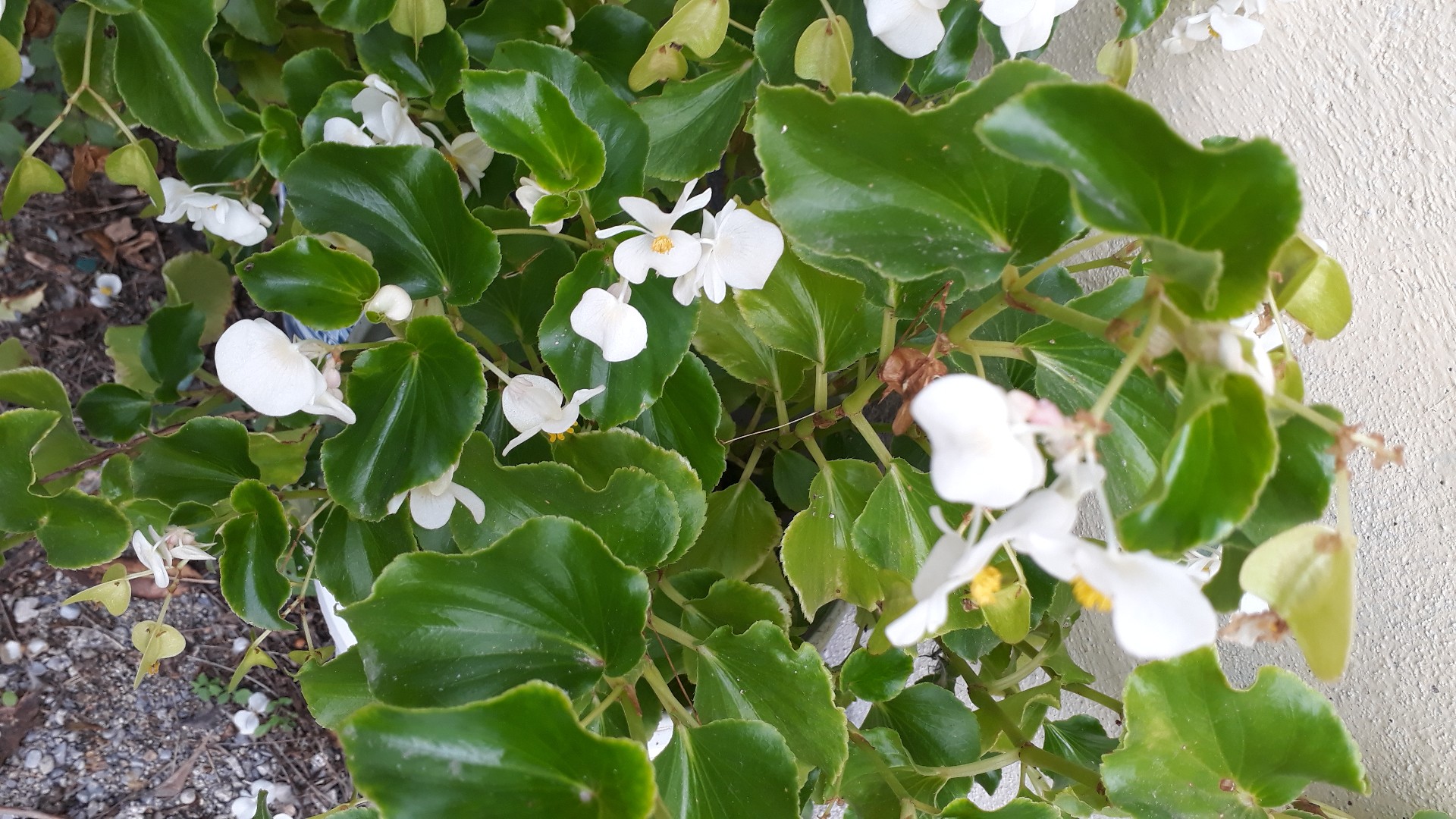 Wax begonia (Begonia cucullata) Flower, Leaf, Care, Uses PictureThis