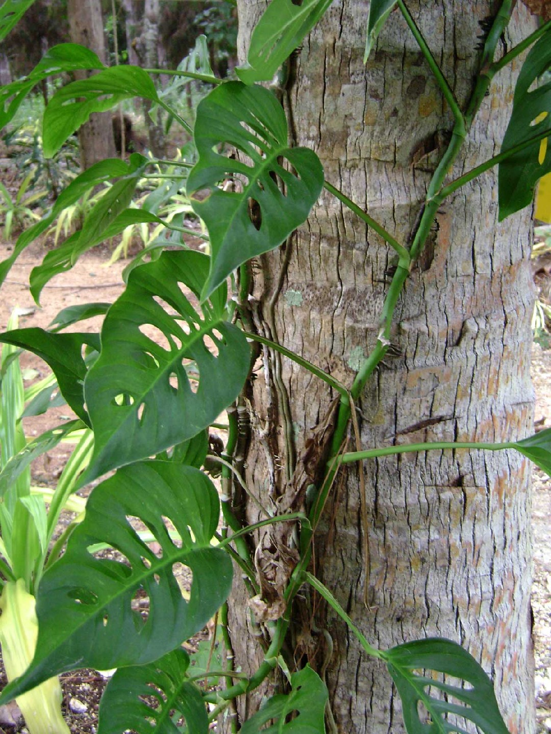 Efeututen - Epipremnum (Taxonomie, Merkmale, Verbreitung, Bilder)