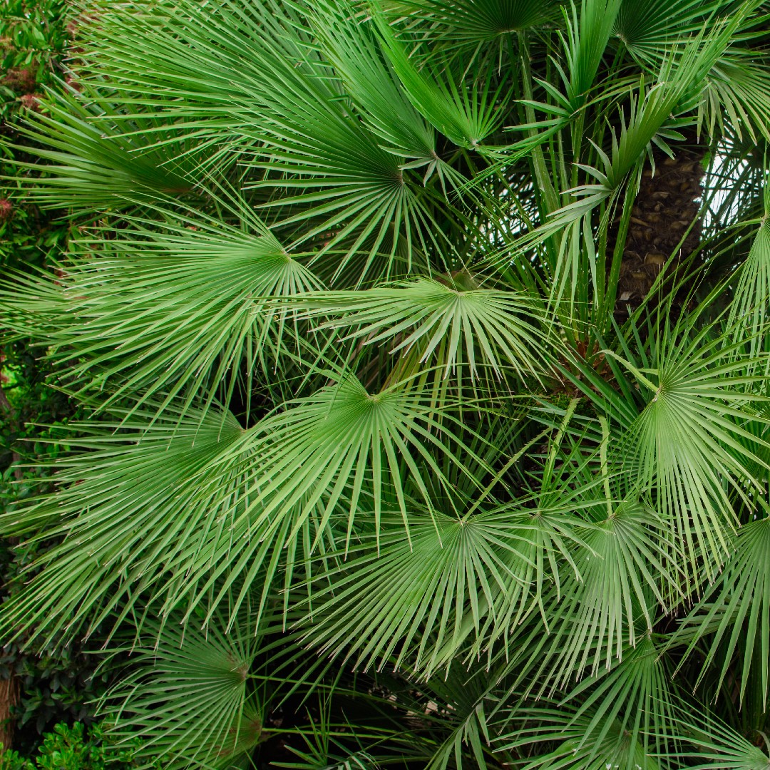 サバルヤシ サバル・ミノール Sabal minor - 植物/観葉植物