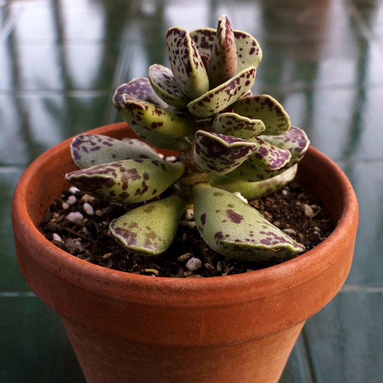 Pattes de tortue (Adromischus cooperi) - PictureThis