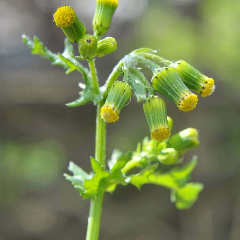 Image of Common groundsel plant in morning sun