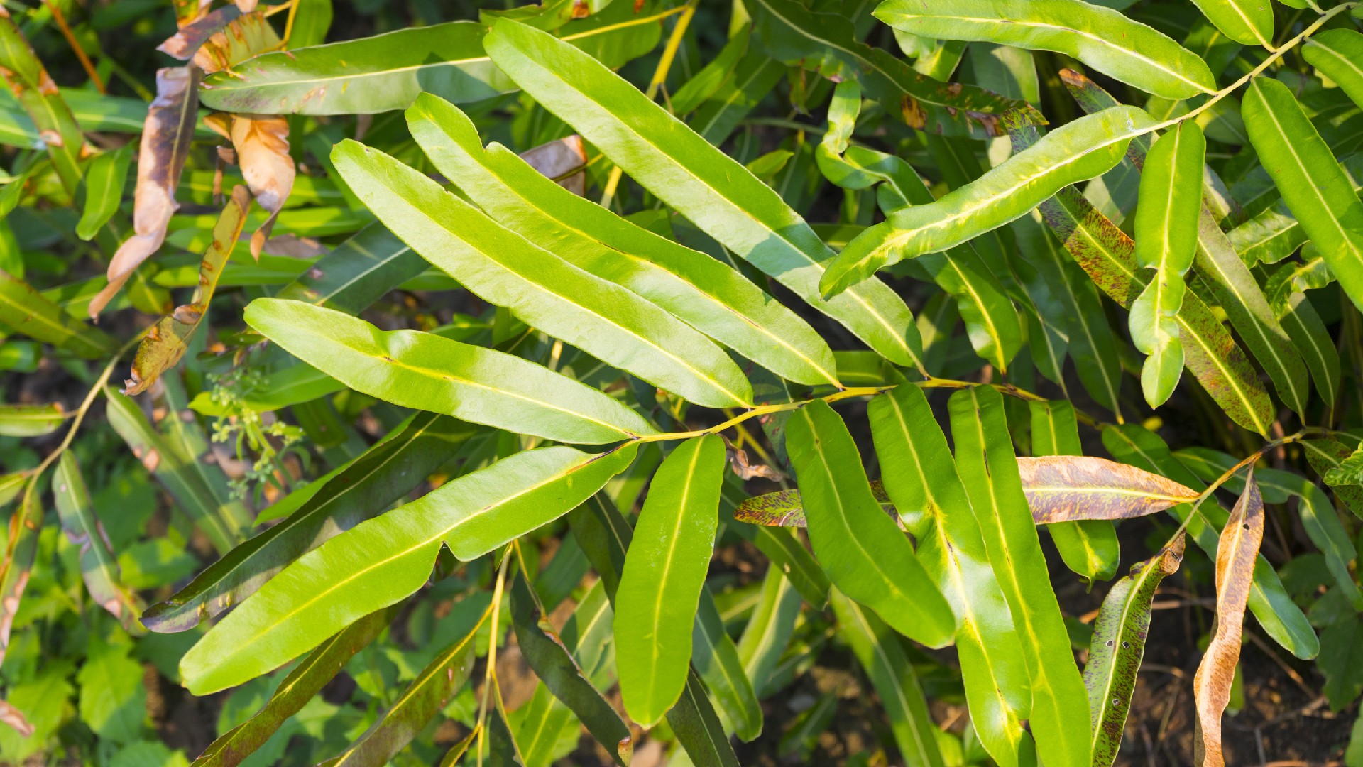 Mangrovenfarne (Acrostichum)