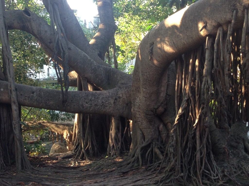 Zweikeimblättrige - Magnoliopsida (Taxonomie, Merkmale, Verbreitung, Bilder), image size:1024x768