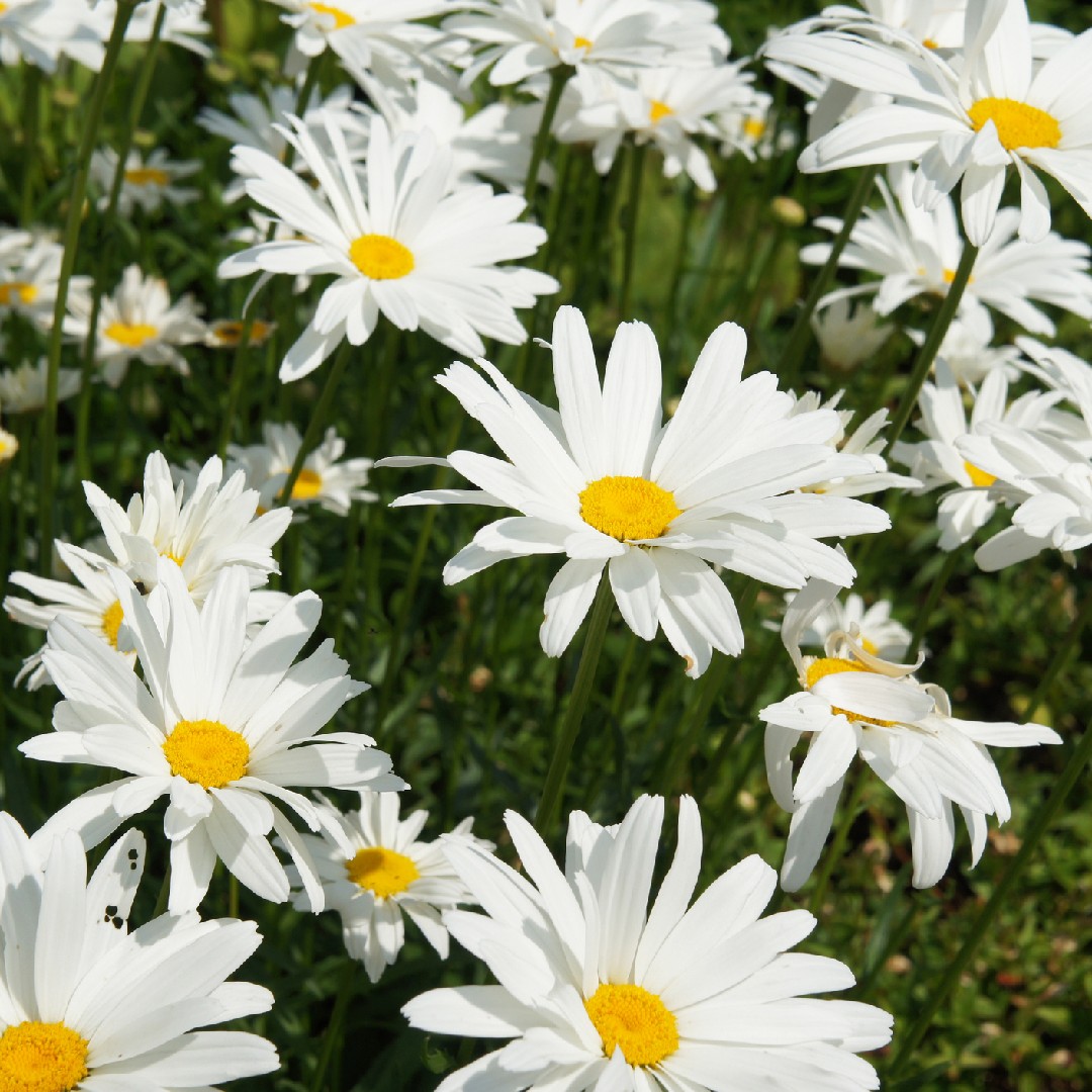Shasta daisy (Leucanthemum maximum) Flower, Leaf, Care, Uses