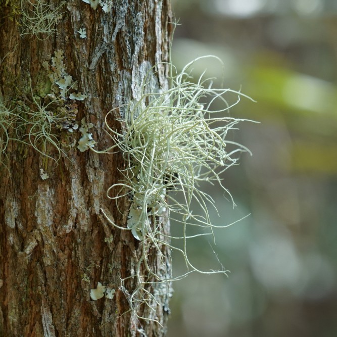 Romantic Spanish moss isn't harmful