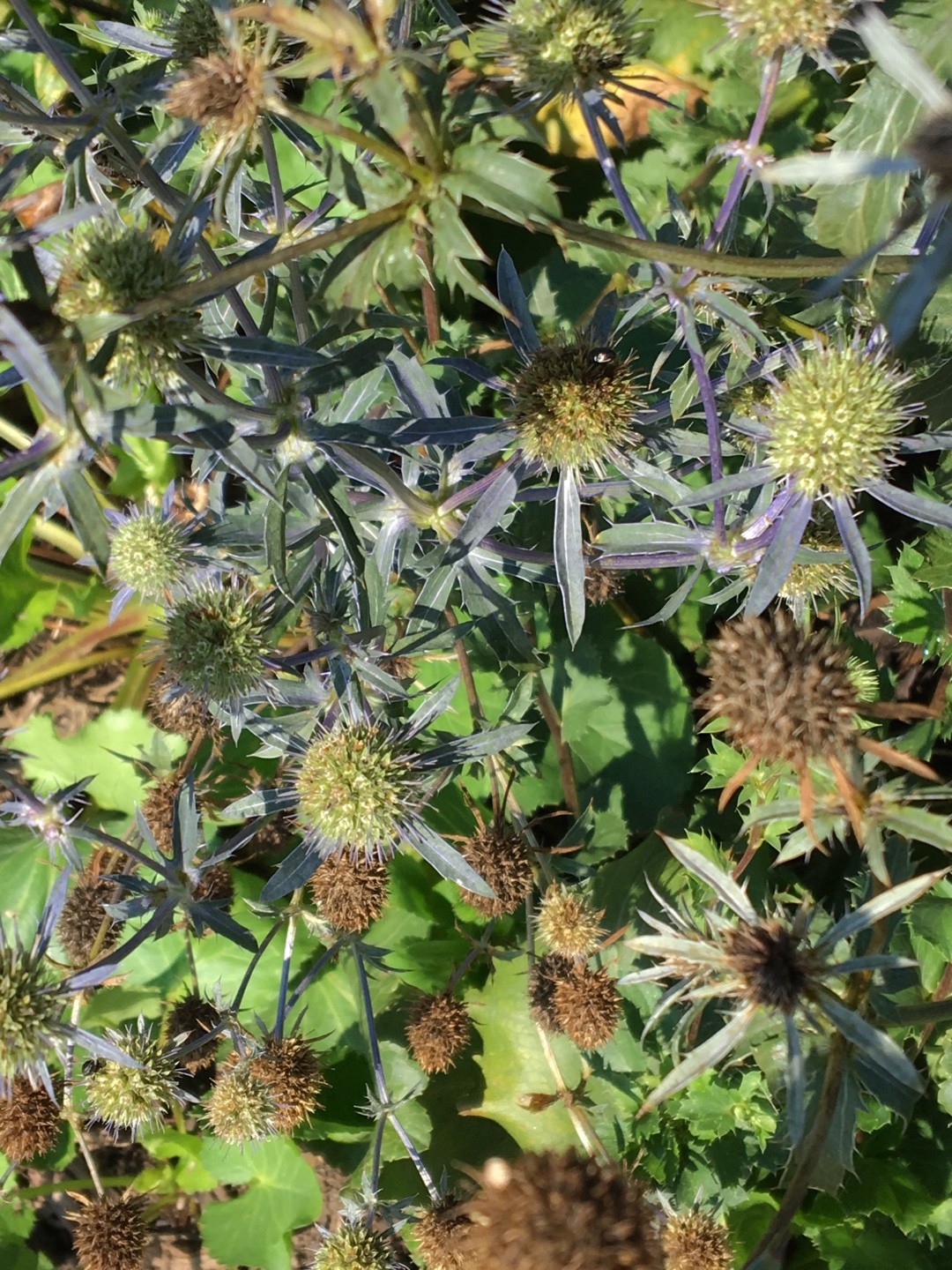 What type of fertilizer does my Blue eryngo need? PictureThis