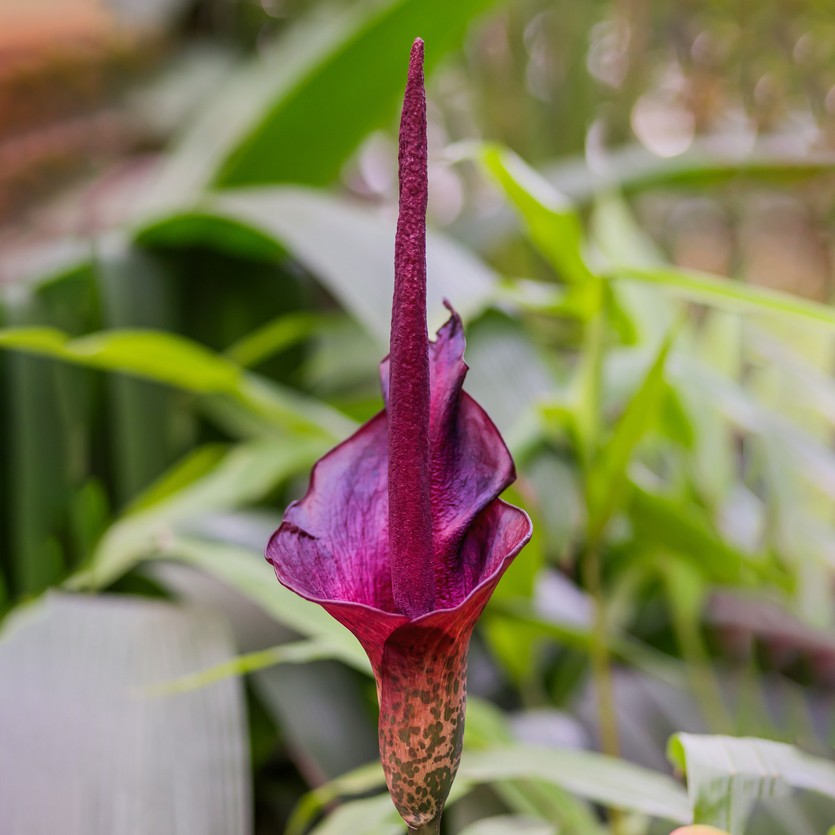 Konjac (Amorphophallus konjac) Flower, Leaf, Care, Uses - PictureThis