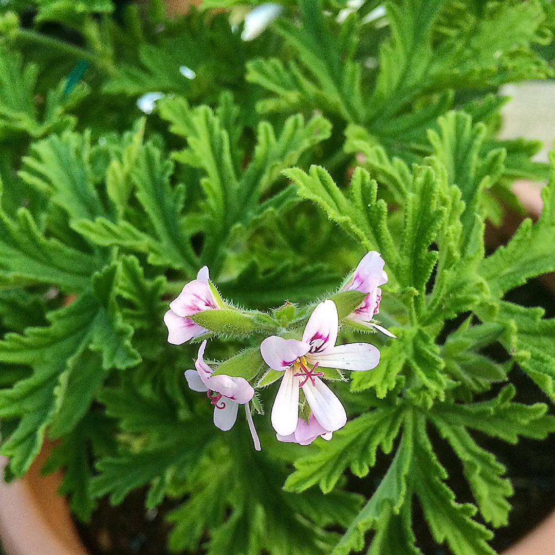 Géranium rosat  Les Mauvaises Herbes