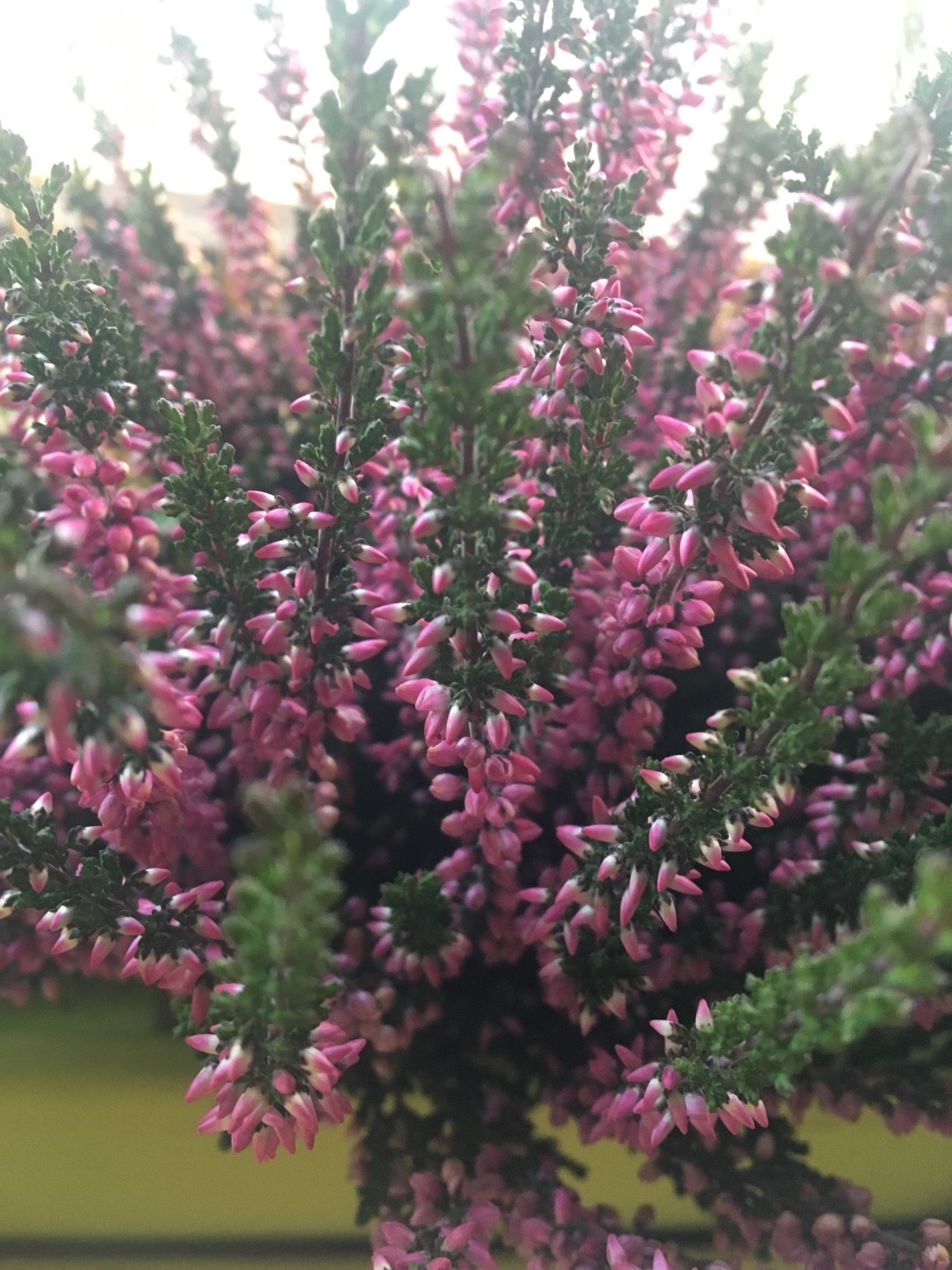Heather (Calluna) Flower, Leaf, Care, Uses - PictureThis