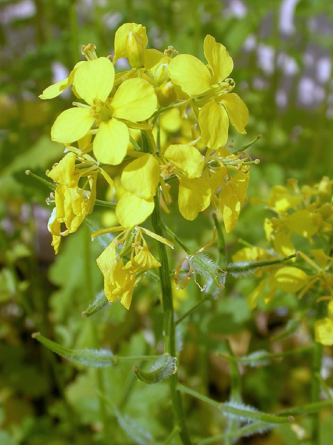 Sinapi Mustard