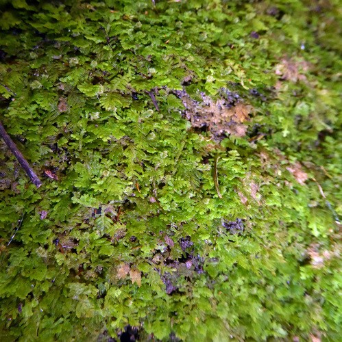 Trichocolea PictureThis