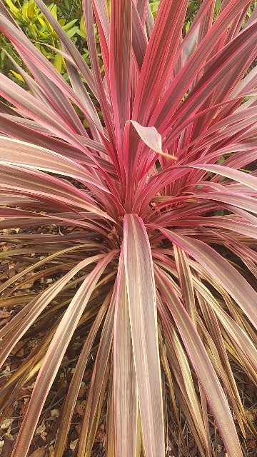 ニオイシュロランの判定方法 (Cordyline australis)