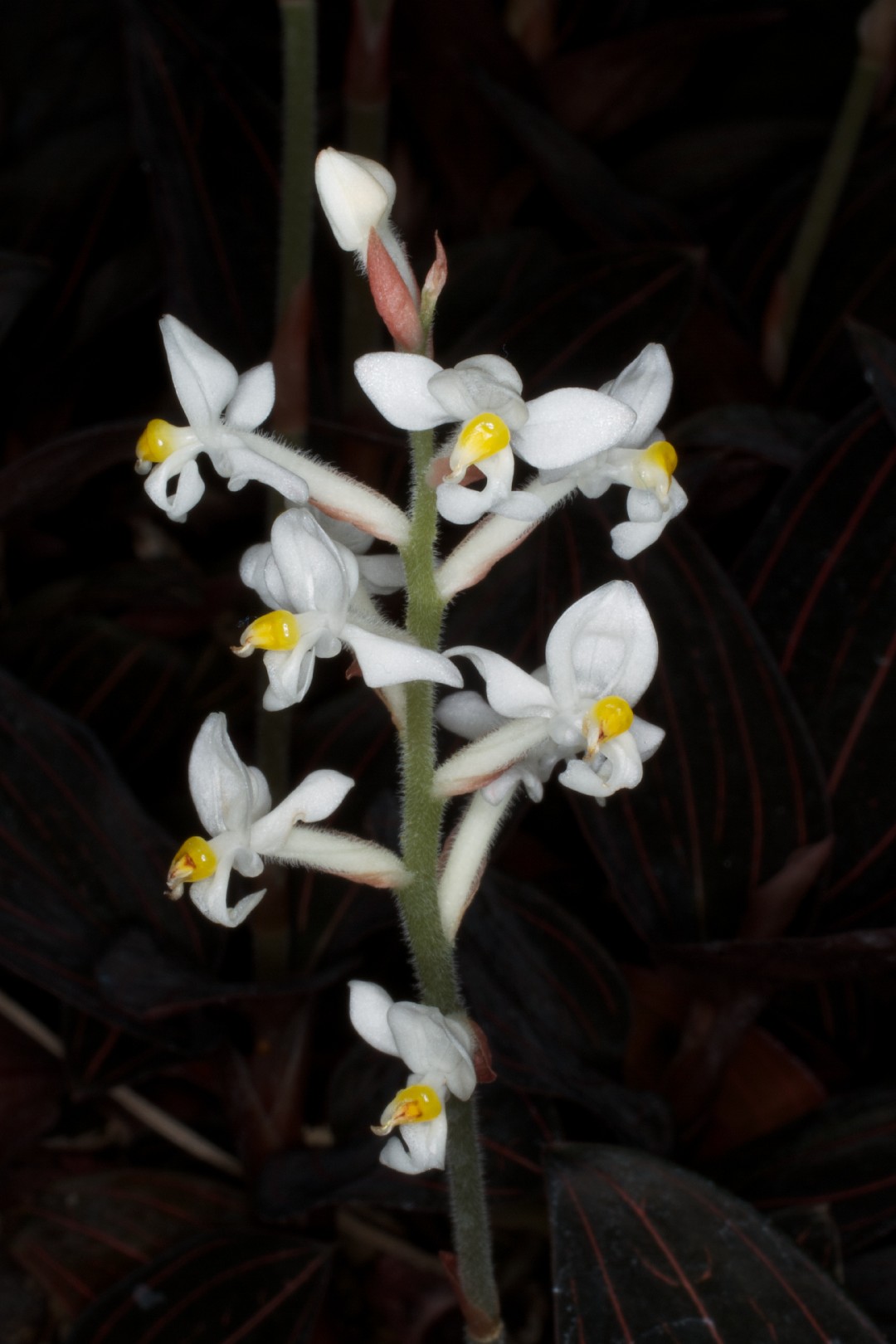 Orquídeas joya (Ludisia discolor) - PictureThis