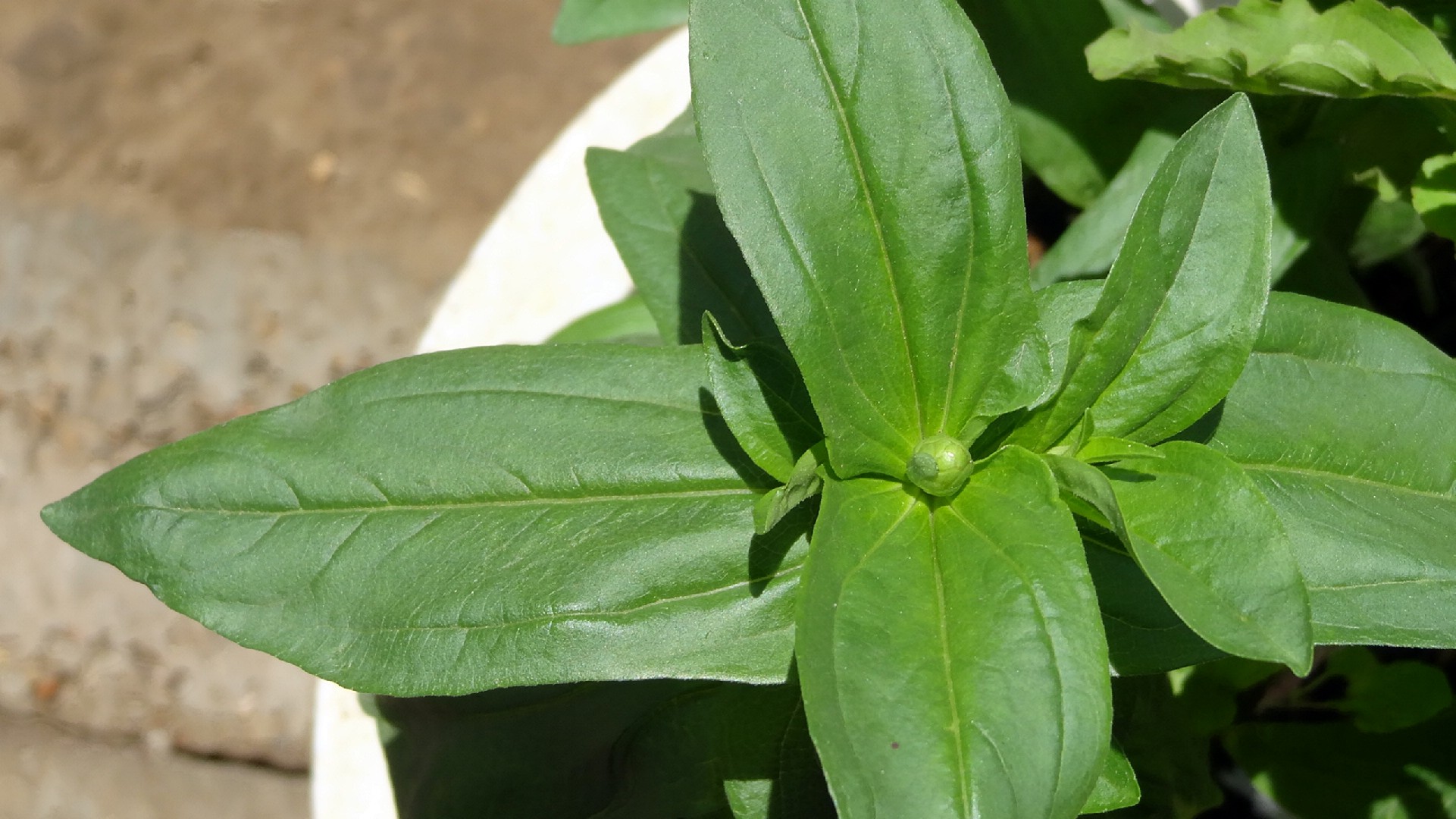 A Complete Guide to Washing Your Vibrant Life Dog Bed StepbyStep Instructions and Benefits