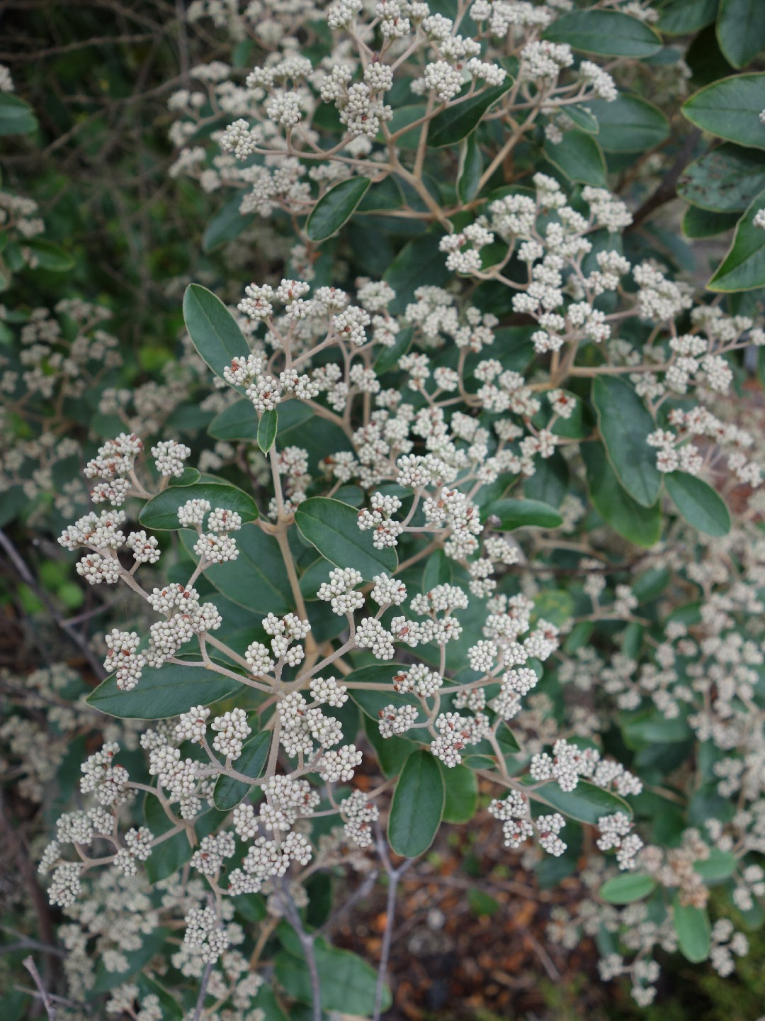 Pomaderris kumeraho PictureThis