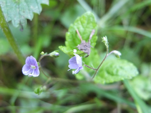 Verônica - Veronica chamaedrys (Cuidado, Características, Flor
