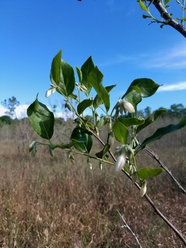 Styrax americanus PictureThis