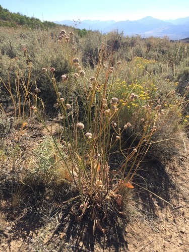 Eriogonum elatum PictureThis