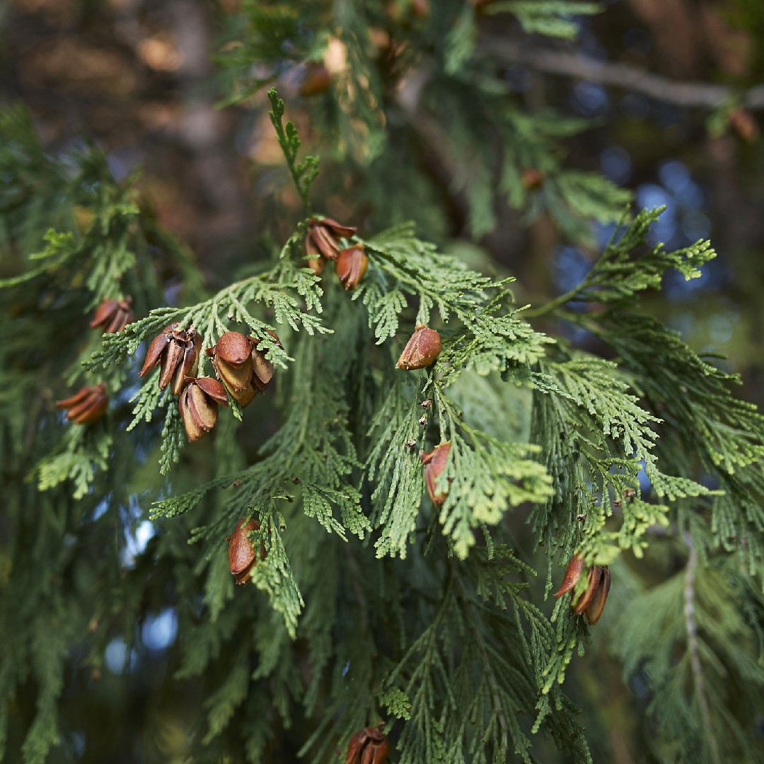 Incense cedars Care (Watering, Fertilize, Pruning, Propagation