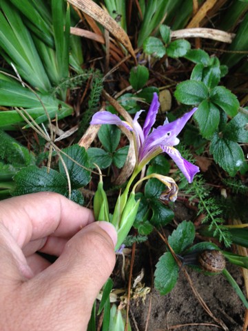ダグラスアイリス (Iris douglasiana) - PictureThis