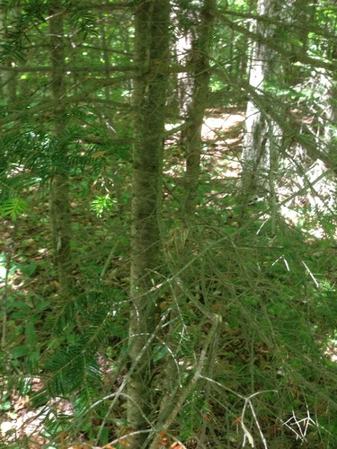 Abete Di Natale (Abies Balsamea) | Semi Del Mondo - Foto 10