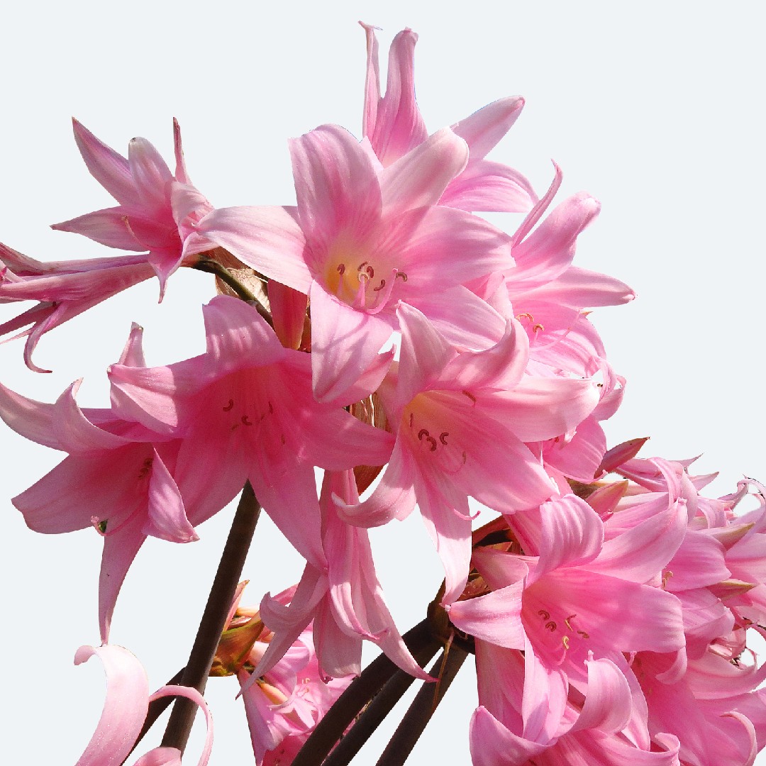 Azucena rosa (Amaryllis belladonna) - PictureThis