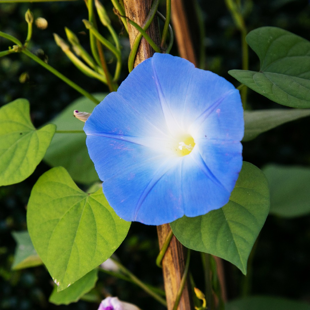 Image of Ipomoea tricolor wild morning glory