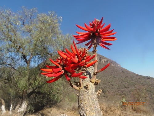 Erythrina folkersii PictureThis