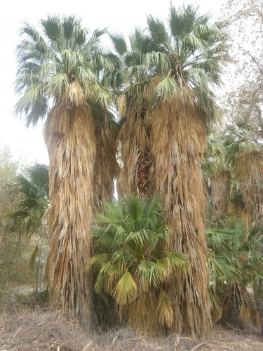 ワシントンヤシ属 (Washingtonia) - PictureThis