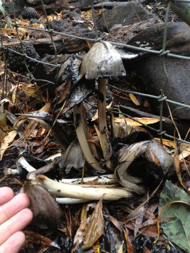 ヒトヨタケ（一夜茸） (Coprinopsis atramentaria) - PictureThis