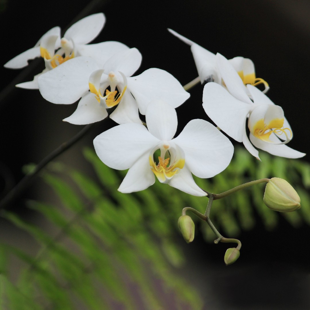 Orquídea luna (Phalaenopsis amabilis) - PictureThis