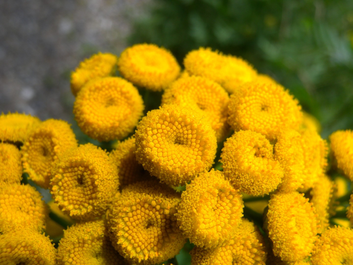 タンジーの判定方法 (Tanacetum vulgare)