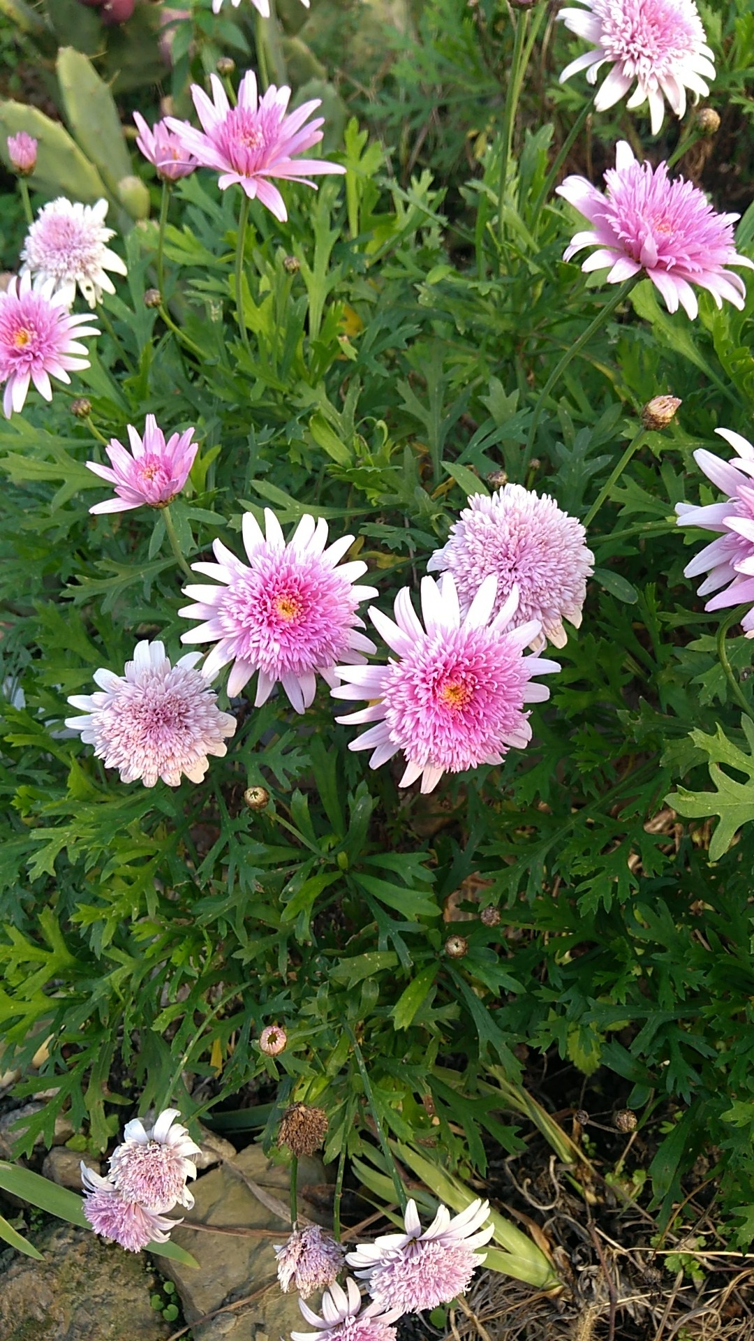 Сереброцветник (Argyranthemum)