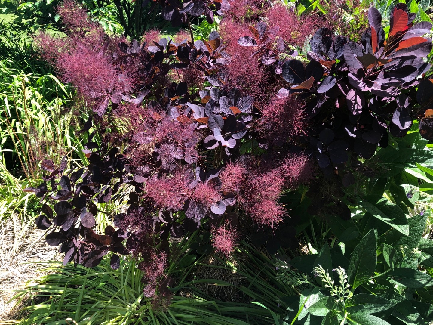 Cotinus Coggygria 'Royal Purple' - Arbre à Perruque En Pot 3-4 Litres
