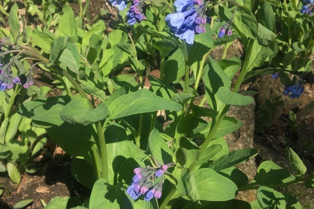 バージニア・ブルーベルの判定方法 (Mertensia virginica)