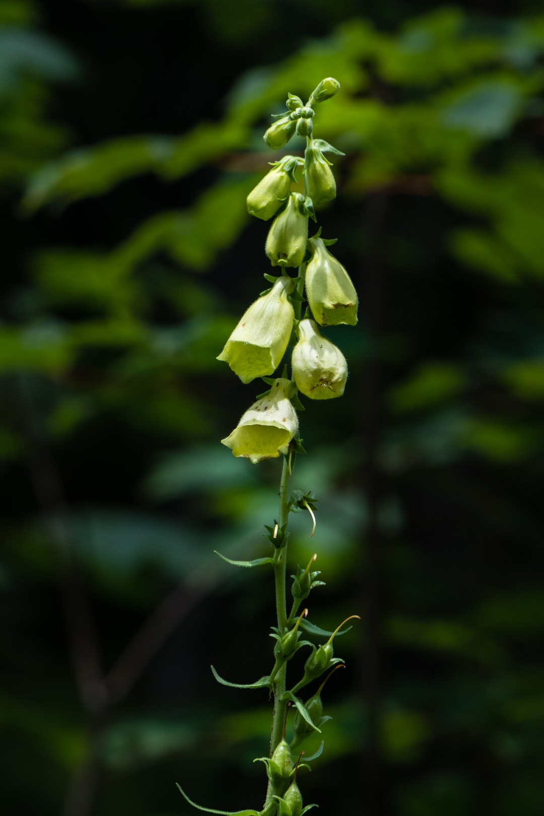 Dedaleira grande amarela (Digitalis grandiflora) - PictureThis, image size:1080x1620