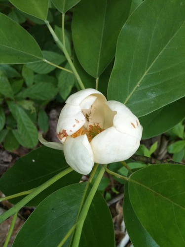 Magnolias (Magnolia) - PictureThis