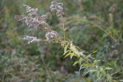 セイタカアワダチソウ（背高泡立草） (ケア, 特徴, 花, 画像, 有毒)